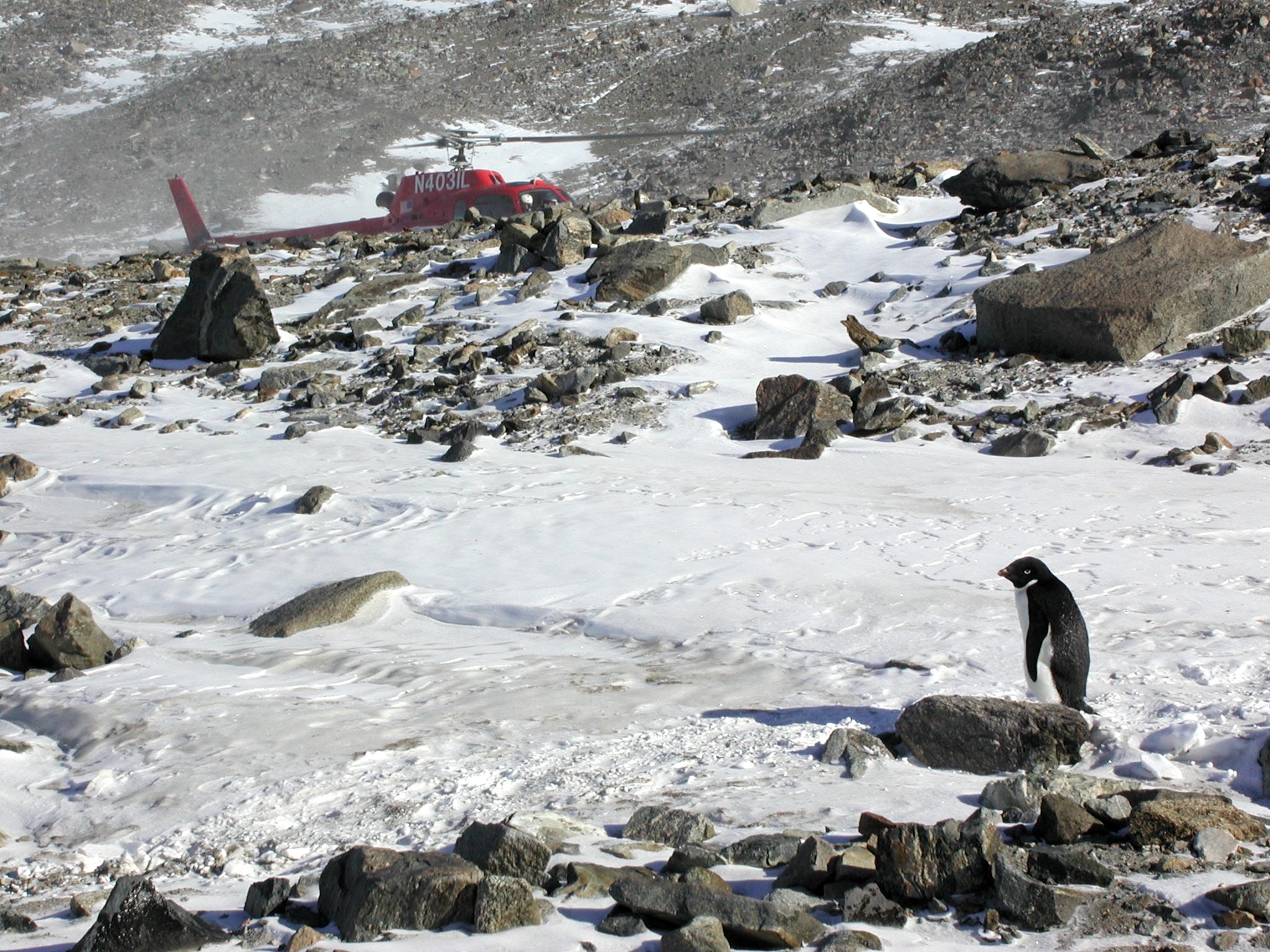 Adelie penguin and helicoptor at camp